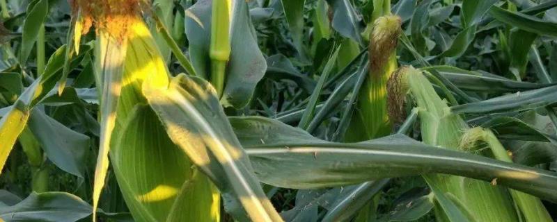 G1888玉米种子品种简介，最适宜的播种期在4月下旬到5月上旬之间