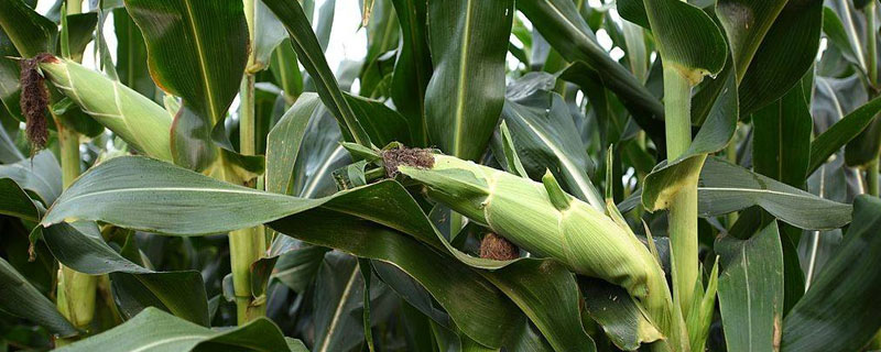 广宇902玉米品种的具体特性是什么，它的种植密度是否在4500株/亩左右