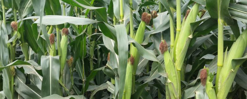 天源696玉米品种的详细介绍，生产过程中需要注意防治灰斑病现象