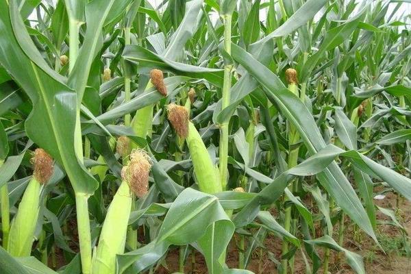 田单3号玉米种子简介，密度4000株/亩左右