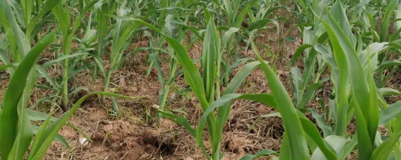 祥玉715玉米品种详细特征简介，中度抗性南方锈病发病规律