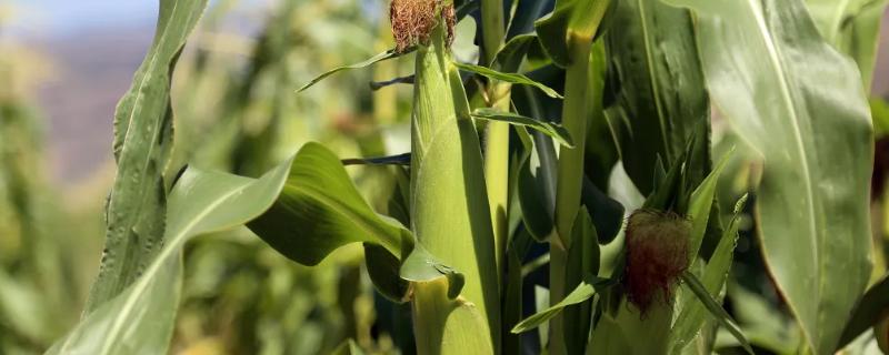 瑞昱80玉米种子详细介绍，它能中抗茎腐病吗