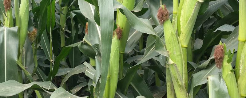 万达71玉米种子有哪些特征特性，建议播种密度保持在4500株每亩左右