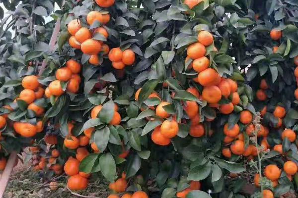 沙糖桔结果树的施肥技巧，一般每年施肥4-5次
