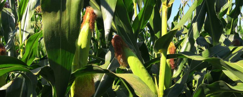 盛玉7789玉米种子品种简介，两年区域试验平均生育期为129天左右