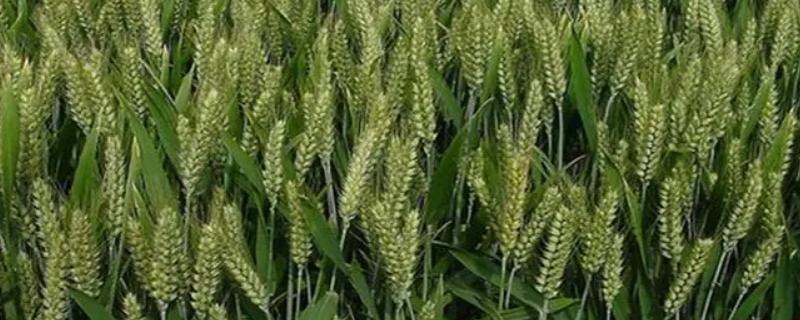 伟隆396小麦种子特征特性有哪些，它属于半冬性小麦品种吗