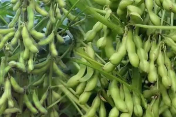 濮豆5110大豆种简介，在6月中上旬播种