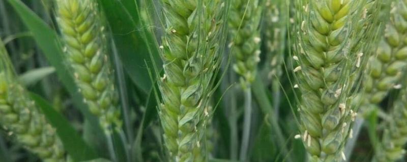 金禾14219小麦种子特点有哪些，该品种属于半冬性中熟的小麦品种