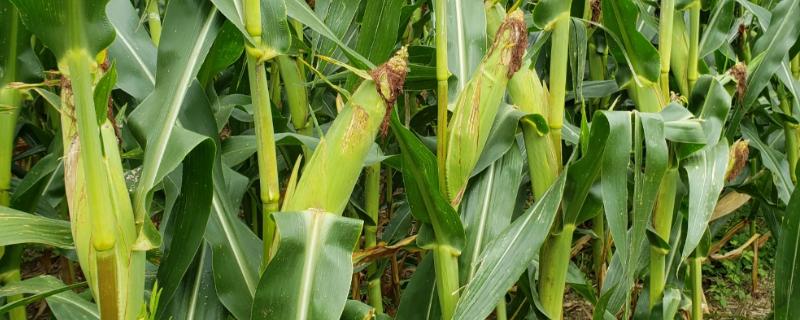 机玉318玉米品种的特性有哪些，种植过程需要注意防治矮花叶病等病害