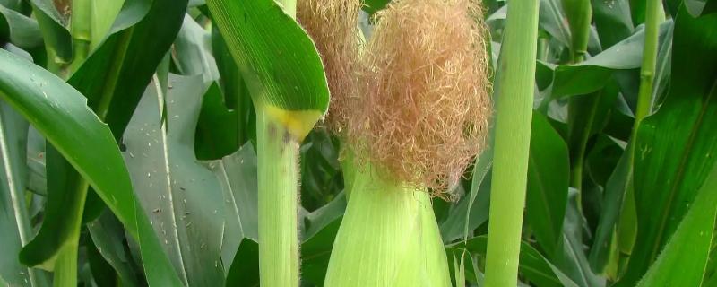 金穗599玉米种子有哪些主要特点，适宜播种日期在4月下旬到5月上旬之间