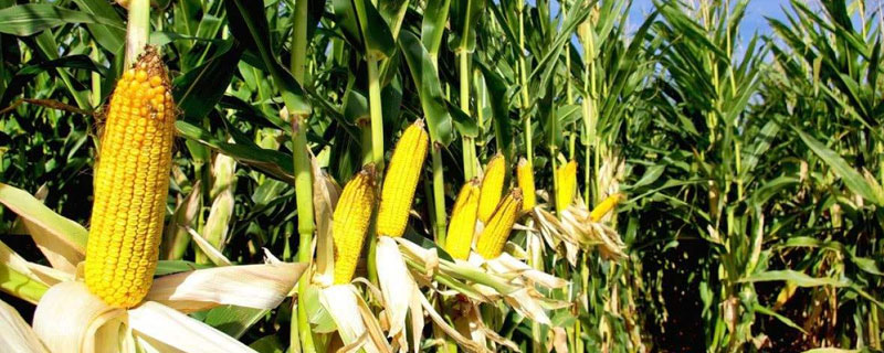 锦华175玉米种子品种特性介绍，建议种植密度为每亩4500株左右