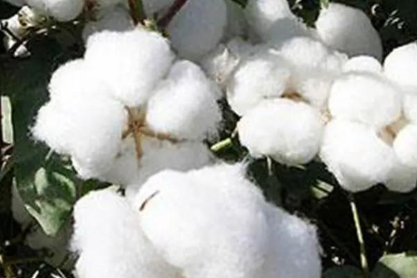 冀农大37号棉花品种的特性,适宜播期为4月20日-30日