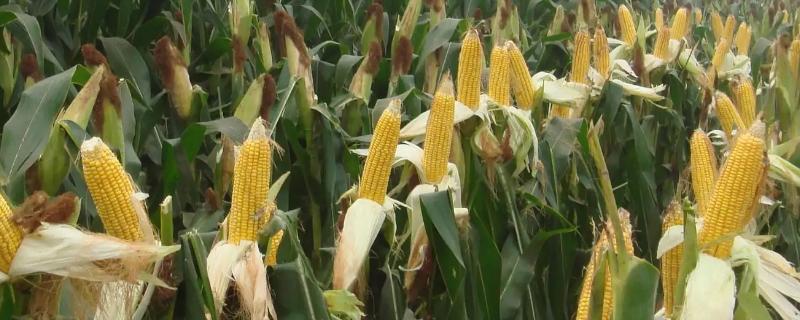 金象1681玉米品种的具体特性有哪些，该品种在乳熟期进行青贮收获的具体表现如何