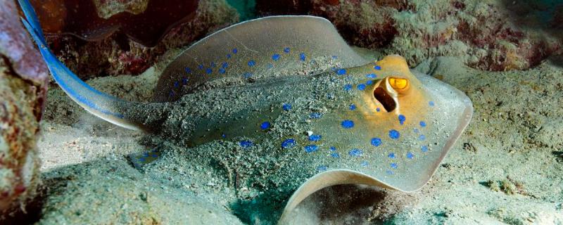 魟鱼为什么不可以单独进行饲养，它们对生长环境的水质是否非常敏感