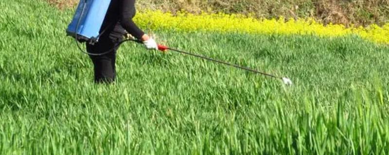 云大麦2号的农药施用技巧有哪些，它的针对性防治效果非常出众