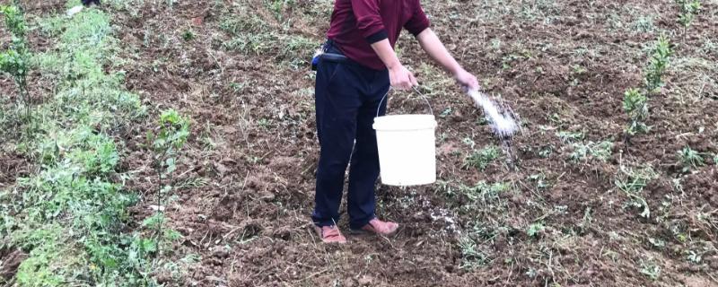 尿素施用的注意事项有哪些，切忌将其作为种肥直接使用