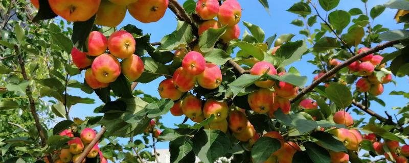 果树的追肥方法有哪些，在发芽之前应当主要施加无机氮肥