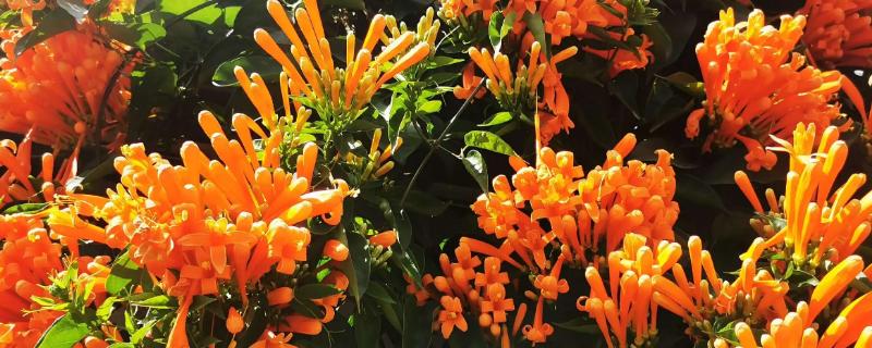 炮仗花一直不开花该怎么办，生长期需要保持水肥供应充足