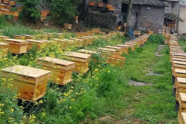 春季蜜蜂实用养殖技术,春季是蜜蜂的生长繁殖时期