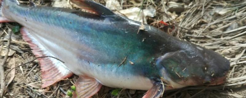 黔鱼的鱼刺究竟多不多，它是否属于刺比较少的鱼类