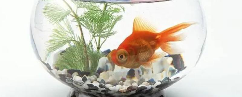 鱼缸土霉素的具体用量是多少，需要根据鱼类的疾病类型来综合决定