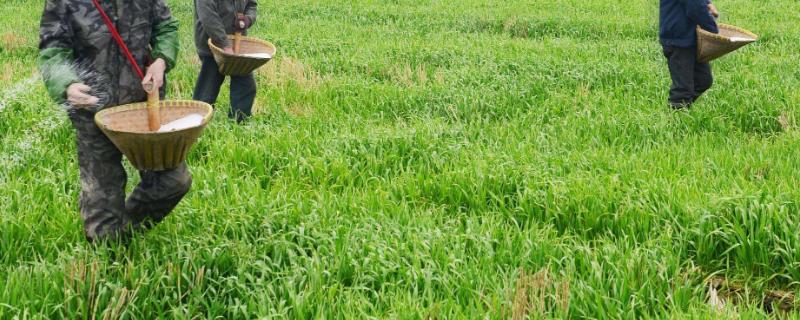 化肥与农家肥应该如何配合施用，只有做到合理配施才能够实现作物高产