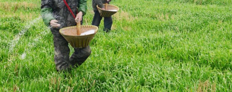 磷酸二氢钾具体如何在油菜上面使用，应当根据其生长发育的相关特性来决定