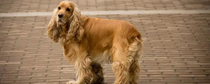 如何训练可卡犬学会捡球的技巧，可以重复向它发出相关的训练命令