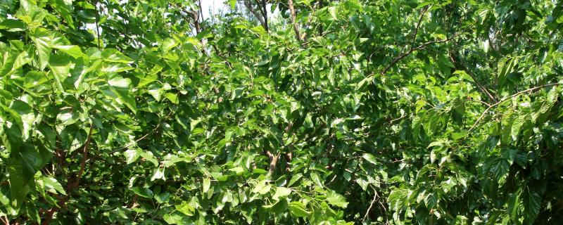 秋季植桑的技术要点，栽苗的时候要理顺根苗