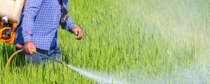 误用草甘膦后能否使用泥浆水来解救，把握好喷药时间才能有效减轻这种药害