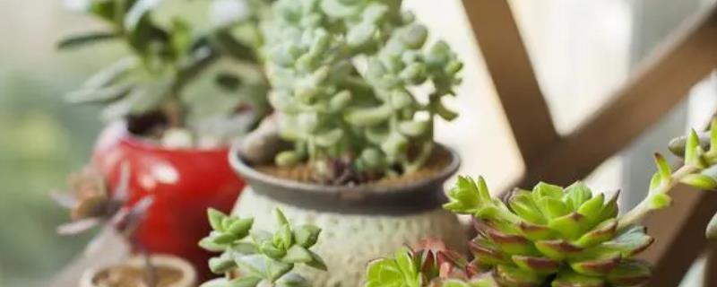 如何才能养好多肉植物，它们始终都离不开极其充足的阳光照射