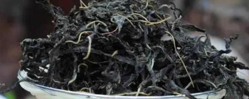 芝麻叶在什么时候采摘最好呢