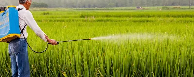 叶面肥究竟能不能替代农药使用，家庭自制叶面肥的具体方法有哪些