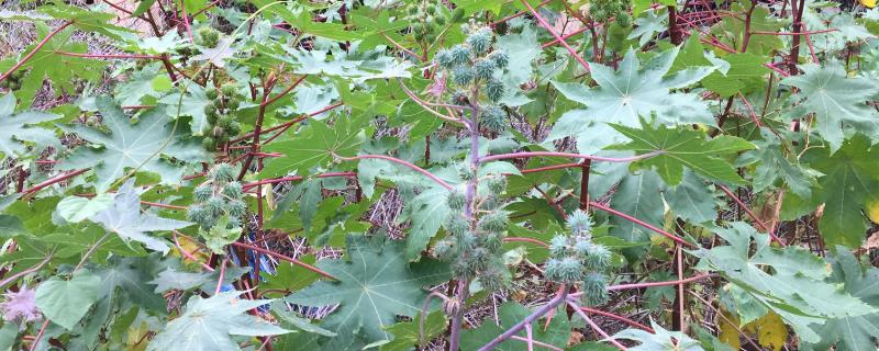 蓖麻黑斑病应该如何科学防治，在特别潮湿多雨的年份该病发病更为严重
