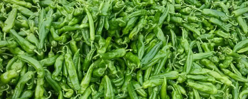 青椒应该如何进行正确施肥，盛产期要结合培土来追施高产肥料