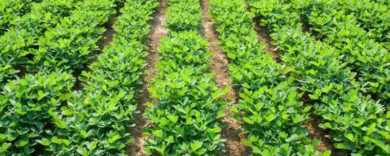 春花生最合适的种植时间是什么时候，环境气温过低时为什么不宜进行播种