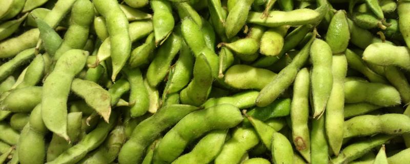 地膜种植毛豆如何实现早熟高产栽培技术，从播种到收获大概需要九十到一百天左右吗