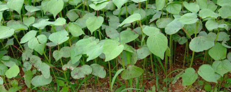 棉花营养钵育苗的具体方法有哪些，苗床位置应当与移栽的大田尽量相靠近