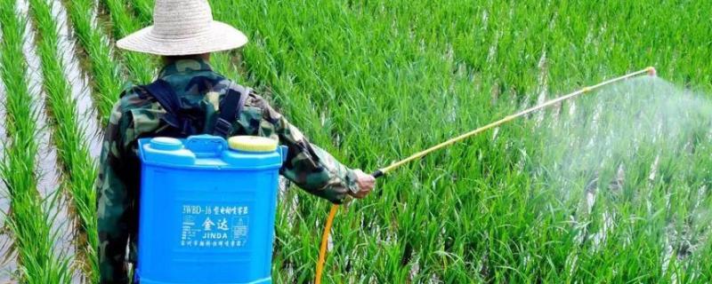 棉花如何才能够正确使用氟节胺，必须要根据棉花实际长势来决定具体用量