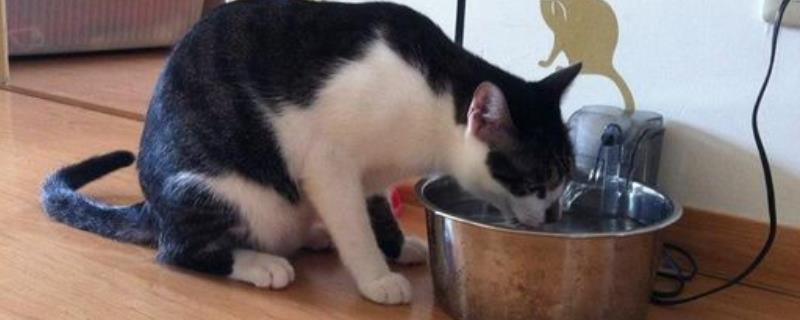 猫喝醋后会不会导致死亡，猫咪是否非常讨厌这种酸味
