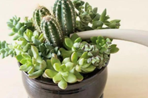 怎么养多肉植物，都离不开充足的阳光