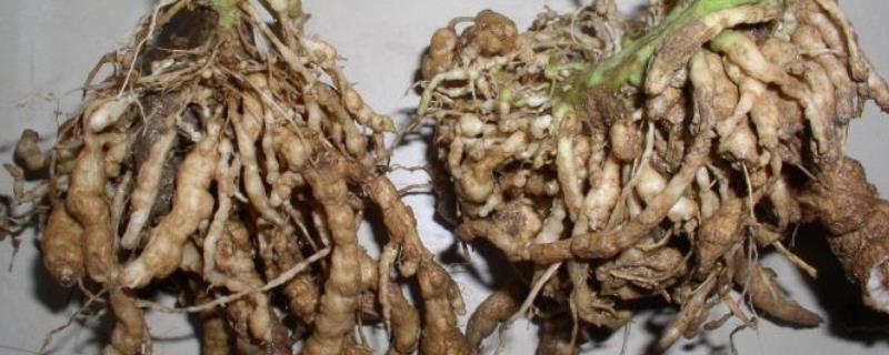 根结线虫的危害具体有哪些，它其实是一种植物寄生性线虫