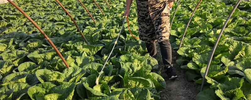 代森锌能防治什么类型的病害，它是一种性能优良的保护性有机硫杀菌剂