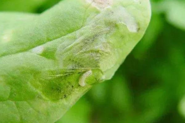 甜菜潜叶蝇如何防治,要合理的控制好药剂浓度