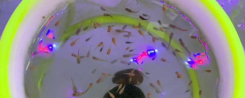 刚出生的小鱼崽该如何科学养殖，小鱼最好要与亲鱼进行分缸饲养