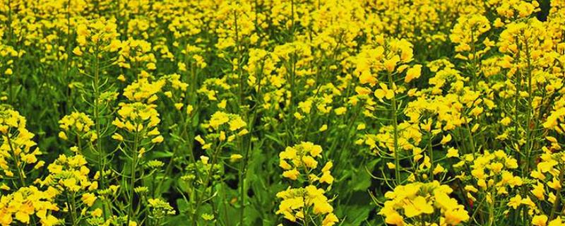 油菜的主要产地在哪里，目前印度地区的栽种面积最多