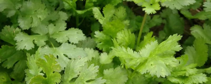 香菜属于喜阳还是喜阴的植物，在生长期间非常喜欢充足的阳光照射