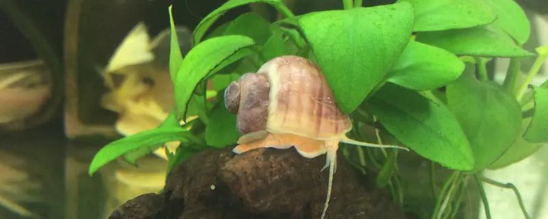 神秘螺是否真的容易饲养，它们对生存环境条件的要求是不是并不算高