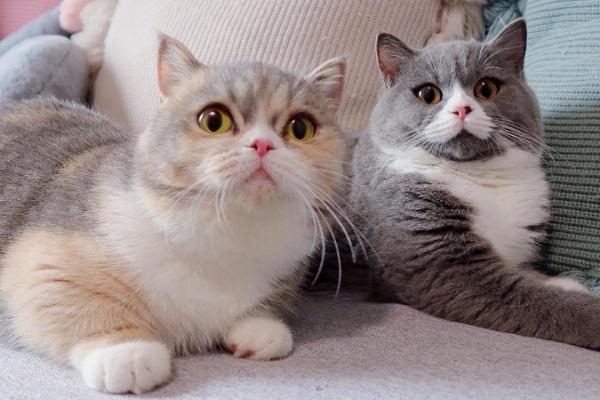 猫咪三天没排便如何处理，提供充足饮水可促进排泄