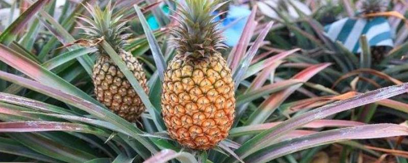 菠萝会在几月份下市，它是如何做到一年四季皆可成熟的